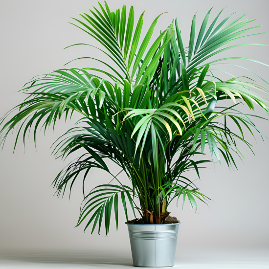 plants-trees